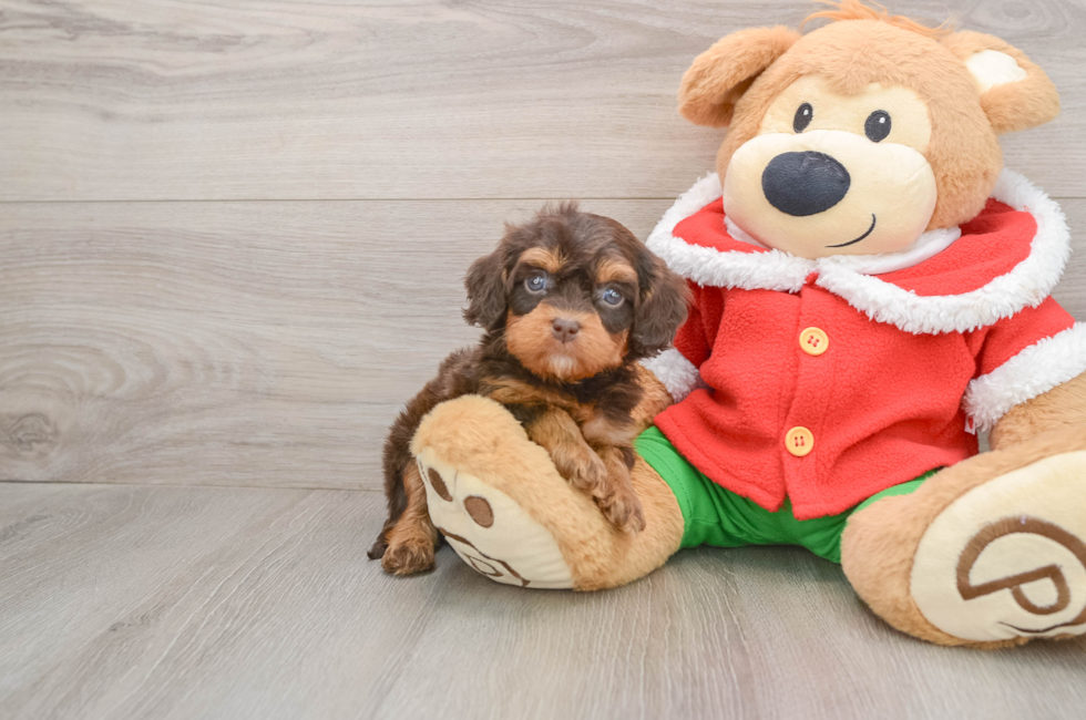 5 week old Cavapoo Puppy For Sale - Puppy Love PR