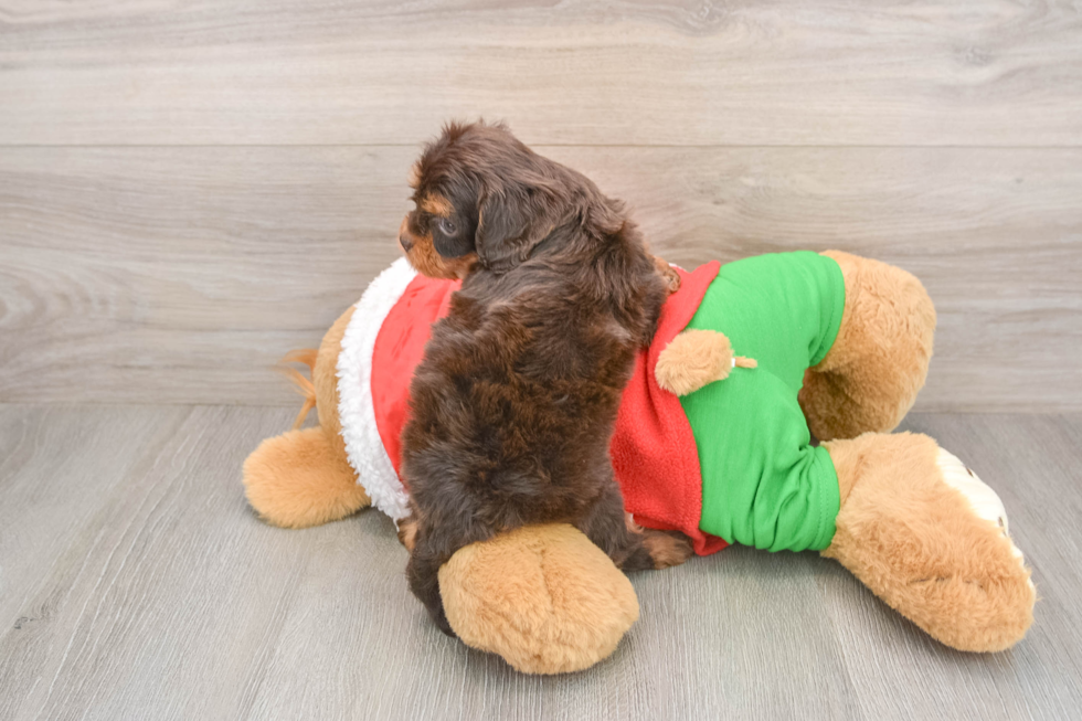 Cavapoo Pup Being Cute
