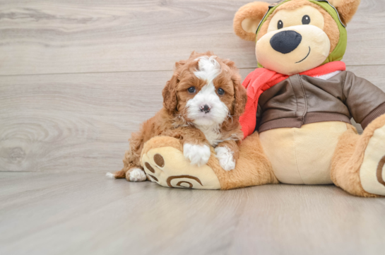 Best Cavapoo Baby