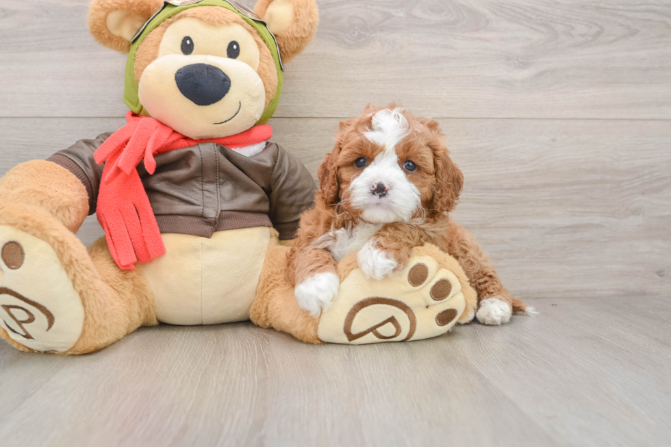 Little Cavipoo Poodle Mix Puppy