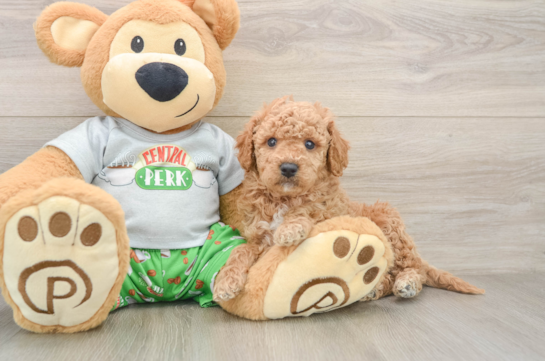 Energetic Cavoodle Poodle Mix Puppy