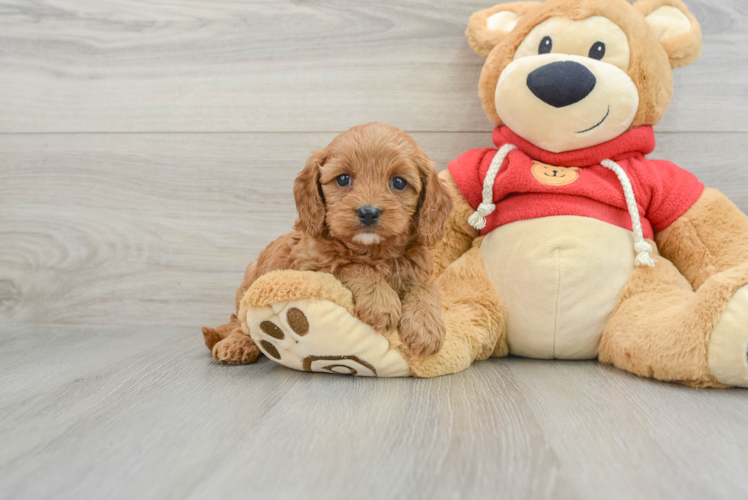 Smart Cavapoo Poodle Mix Pup