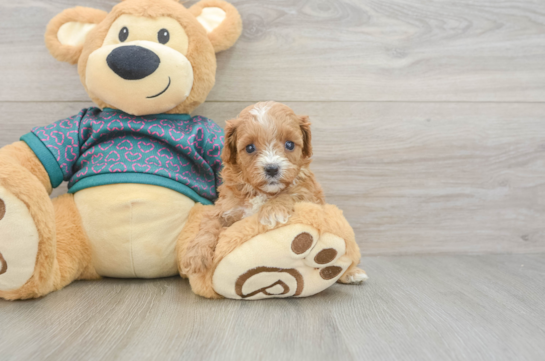 Cavapoo Pup Being Cute