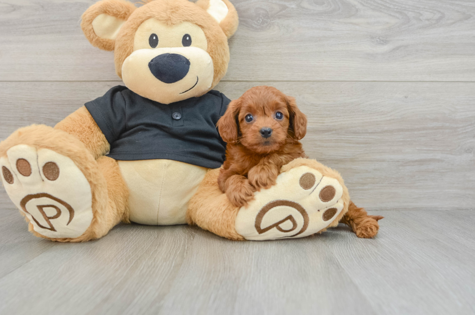 6 week old Cavapoo Puppy For Sale - Puppy Love PR