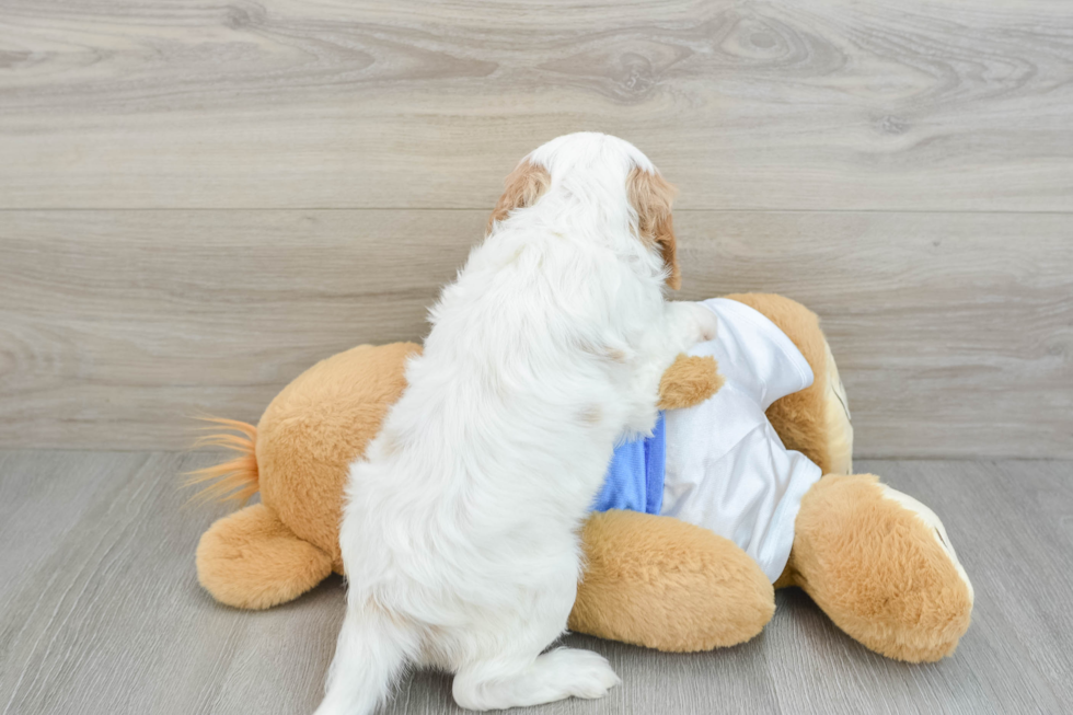 Cavapoo Puppy for Adoption