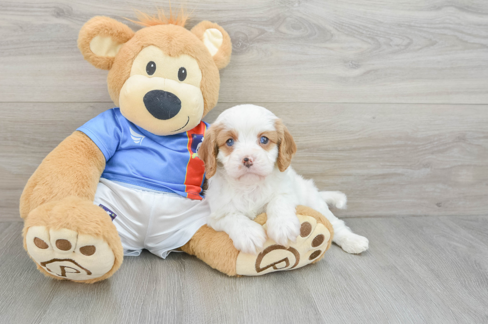 6 week old Cavapoo Puppy For Sale - Puppy Love PR