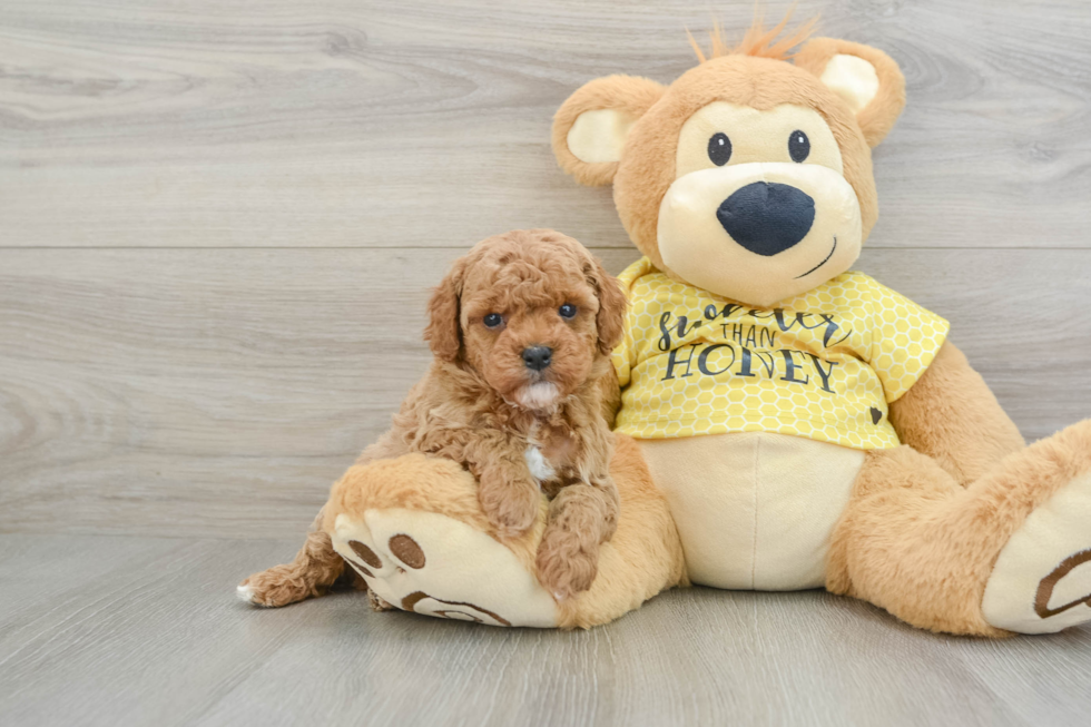 Energetic Cavoodle Poodle Mix Puppy