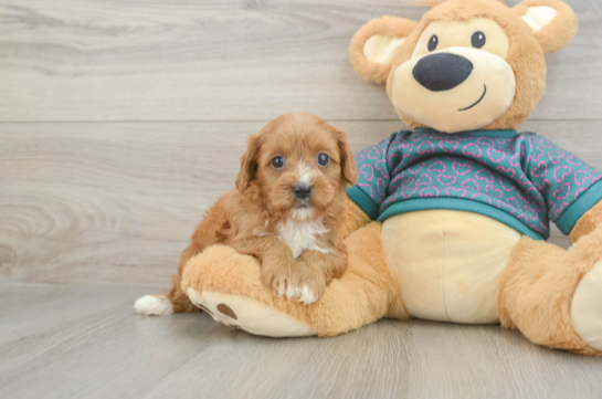 Happy Cavapoo Baby