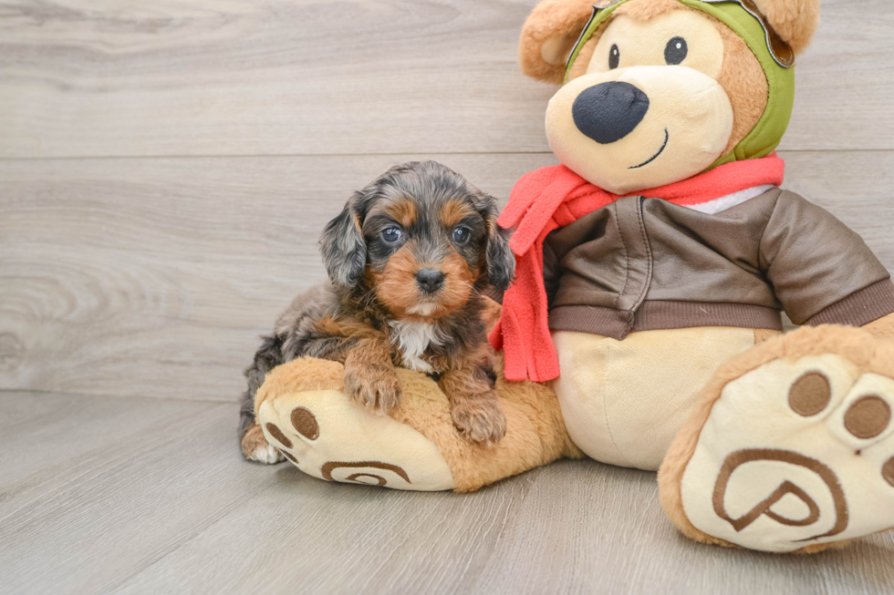 Cavapoo Puppy for Adoption