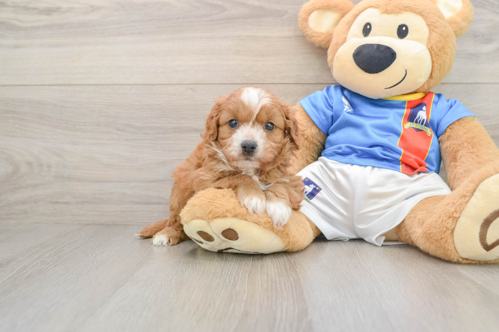 Cavapoo Puppy for Adoption