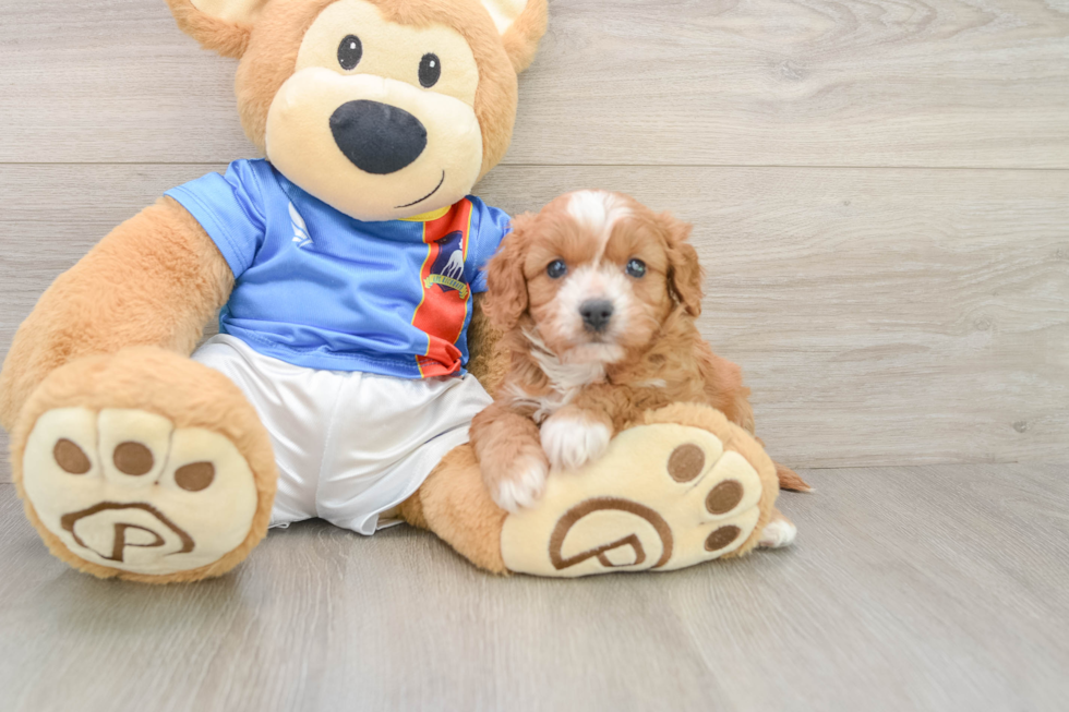 Happy Cavapoo Baby