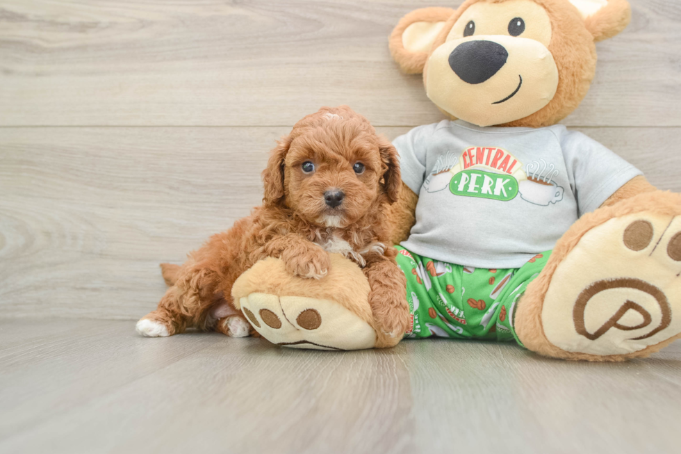 Sweet Cavapoo Baby