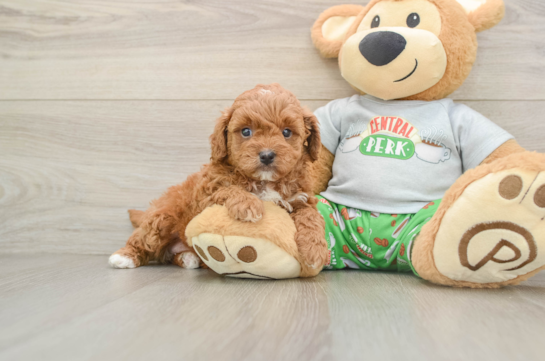 Sweet Cavapoo Baby