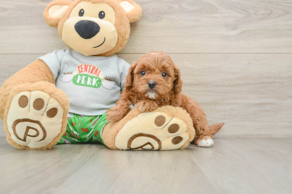 Hypoallergenic Cavadoodle Poodle Mix Puppy