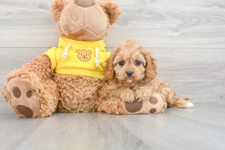 Meet Pocahontas - our Cavapoo Puppy Photo 1/3 - Puppy Love PR Cavapoo Puppy for Adoption