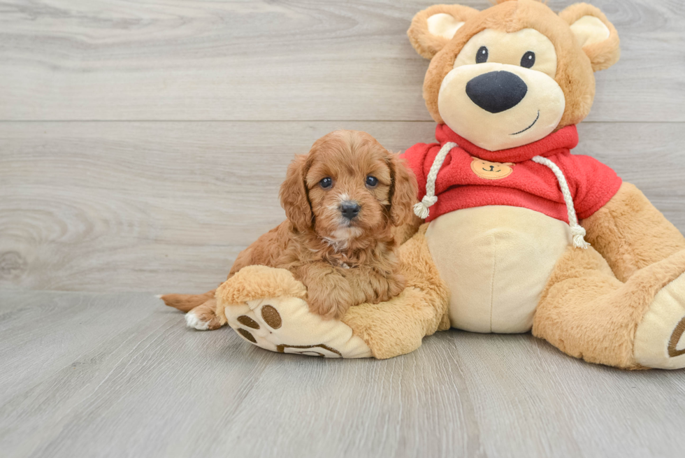 Best Cavapoo Baby