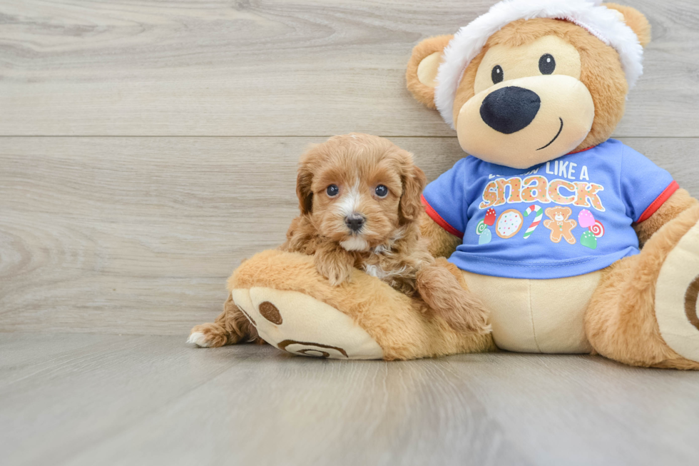 Cavapoo Puppy for Adoption