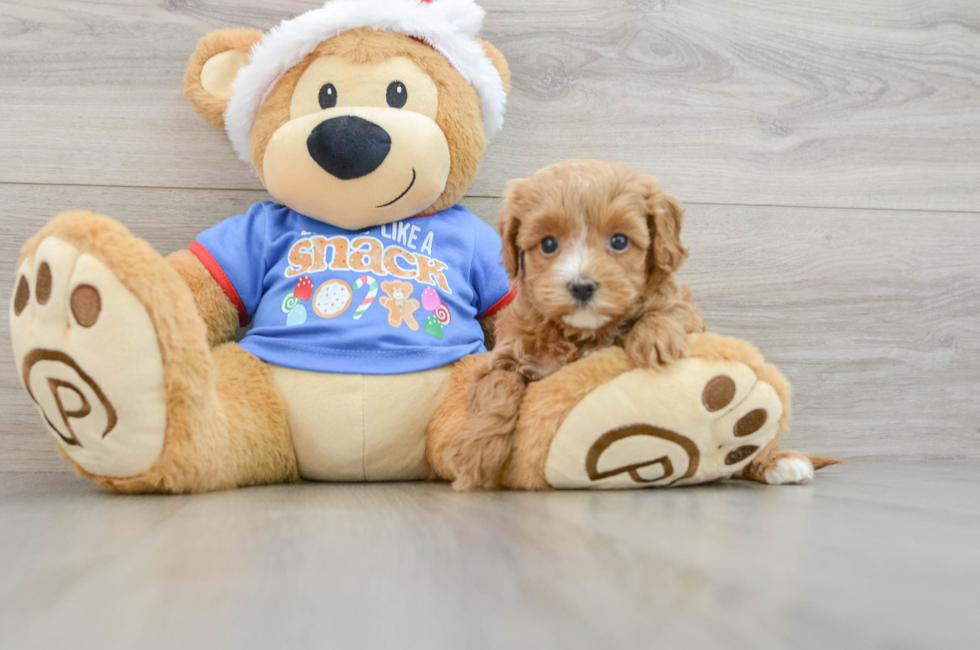 5 week old Cavapoo Puppy For Sale - Puppy Love PR