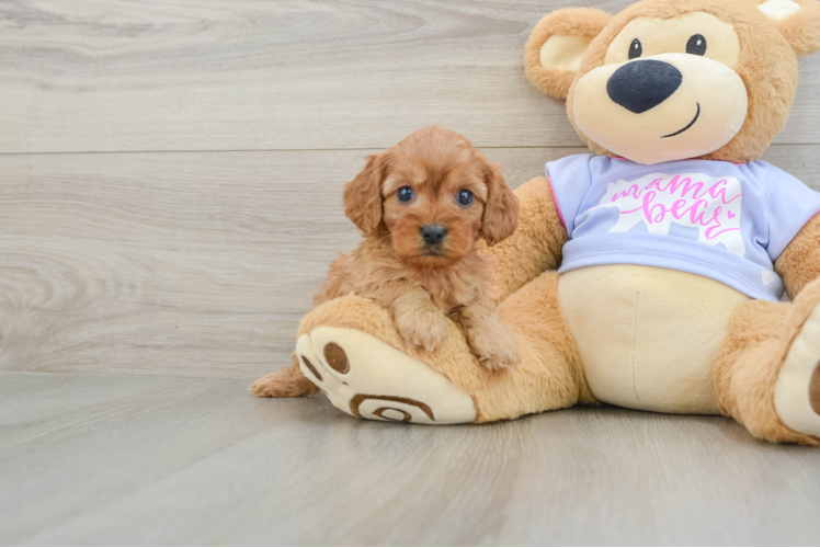 Cavapoo Pup Being Cute