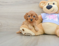 8 week old Cavapoo Puppy For Sale - Puppy Love PR
