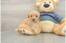 Petite Cavapoo Poodle Mix Pup