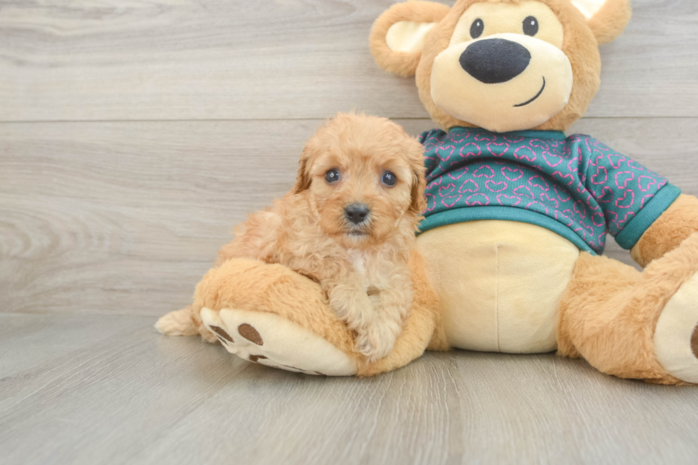Petite Cavapoo Poodle Mix Pup