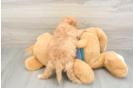 Smart Cavapoo Poodle Mix Pup