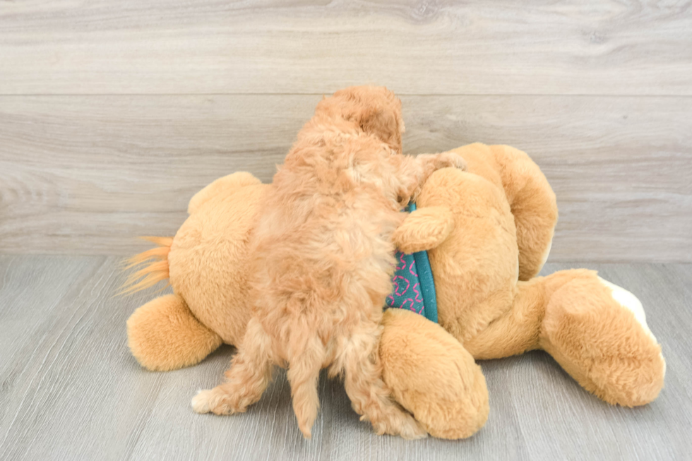 Smart Cavapoo Poodle Mix Pup