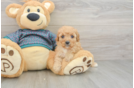 Little Cavipoo Poodle Mix Puppy