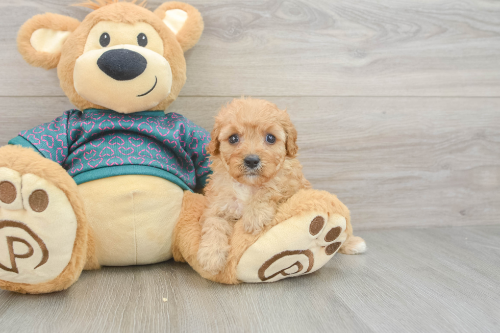 Little Cavipoo Poodle Mix Puppy