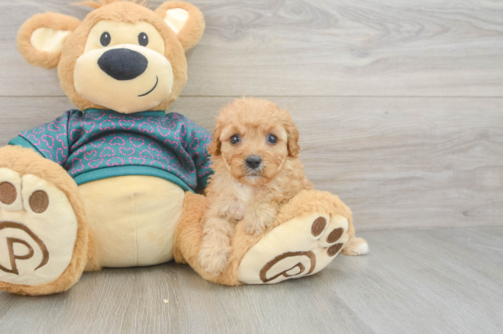 6 week old Cavapoo Puppy For Sale - Puppy Love PR