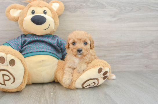 Little Cavipoo Poodle Mix Puppy
