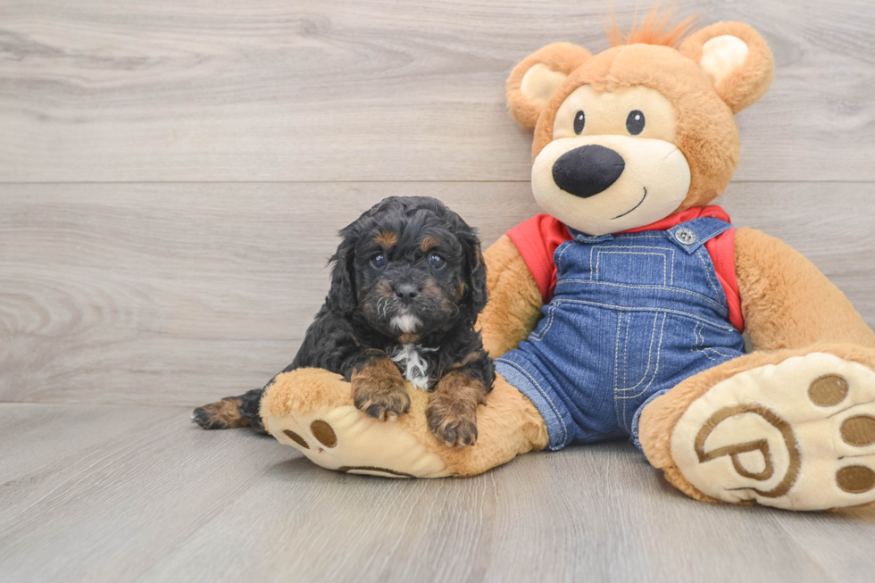 Sweet Cavapoo Baby