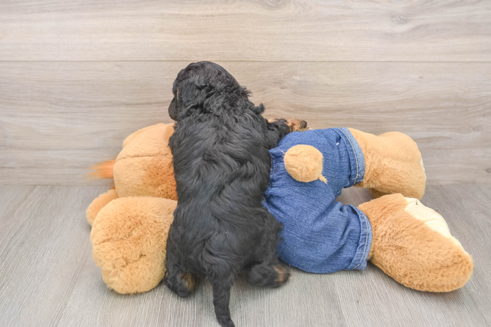 Energetic Cavoodle Poodle Mix Puppy