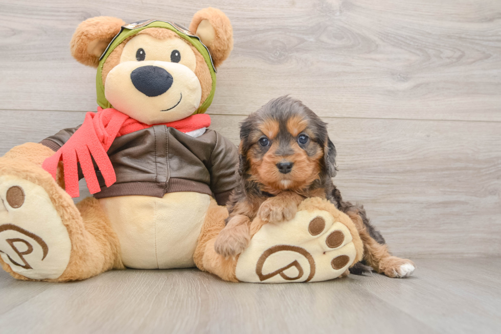 Cavapoo Pup Being Cute
