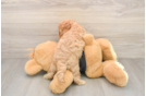 Playful Cavapoodle Poodle Mix Puppy