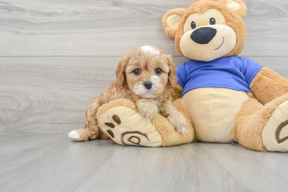 Best Cavapoo Baby
