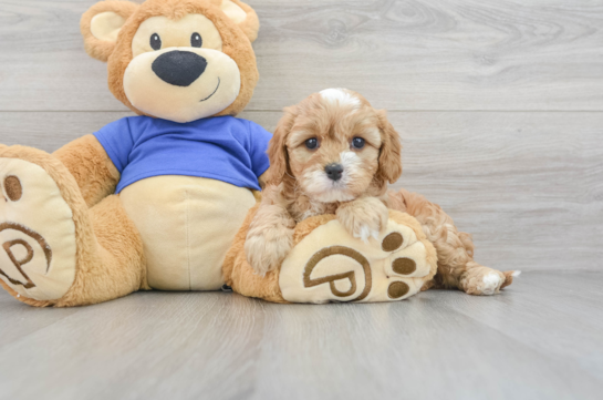 Funny Cavapoo Poodle Mix Pup