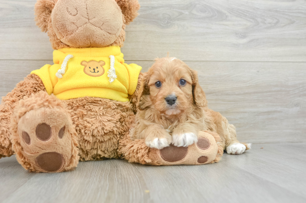 7 week old Cavapoo Puppy For Sale - Puppy Love PR