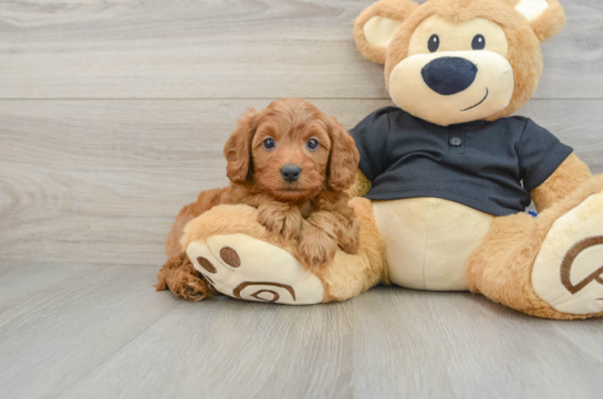 Cavapoo Pup Being Cute