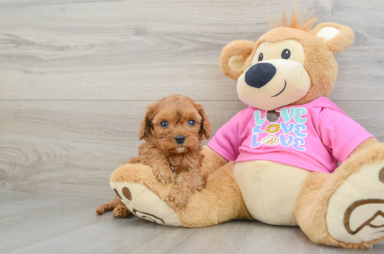 Friendly Cavapoo Baby