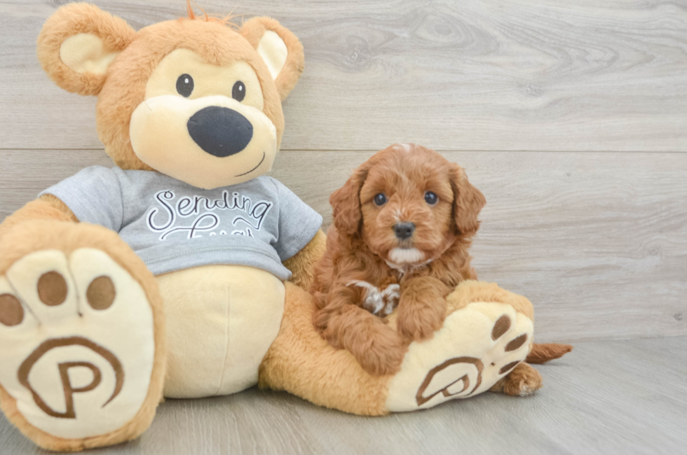 7 week old Cavapoo Puppy For Sale - Puppy Love PR