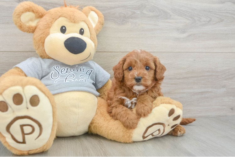 Meet Polaris - our Cavapoo Puppy Photo 1/3 - Puppy Love PR Best Cavapoo Baby