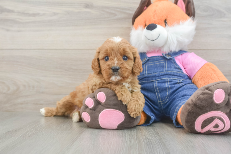Smart Cavapoo Poodle Mix Pup
