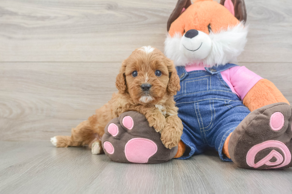 6 week old Cavapoo Puppy For Sale - Puppy Love PR
