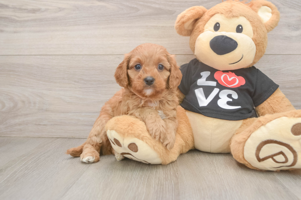 5 week old Cavapoo Puppy For Sale - Puppy Love PR