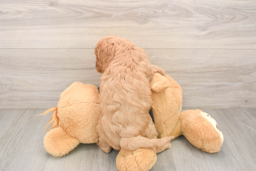 Smart Cavapoo Poodle Mix Pup