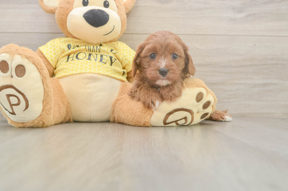 5 week old Cavapoo Puppy For Sale - Puppy Love PR