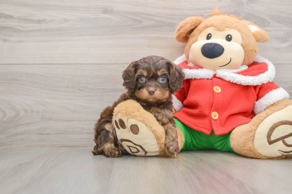 5 week old Cavapoo Puppy For Sale - Puppy Love PR