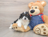 8 week old Cavapoo Puppy For Sale - Puppy Love PR